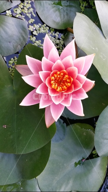 연꽃,절,불교,부처,해탈,열반,수행,참선,명상,수련,깨달음,진리,번뇌,윤회,무소유,정신,마음,종교,신앙,지혜,도,영혼,힐링,사색,인도,인도네시아,꽃,식물,예쁜꽃,아름다운꽃,flower,plant,beautiful,pink,꽃축제,아름다운,우아한,화려한,자연,공원,연분홍색,핑크색,여름,alotusflower,lotusblossom,sacredlotus,indianlotus,waterlotus,nelumbonucifera,waterlily,pondlily,waternymph,candock,training,buddhisttemple,buddhism,buddha,buddhistdoctrines,gautamasiddhartha,asceticism,india,healing,meditation,enlightenment,nirvana,nonpossession,truth,anguish,agony,mind,spirit,soul,wisdom,wise,religion,faith,samsara,metempsychosis,tao,식물,자연,plants,nature,꽃,flower
