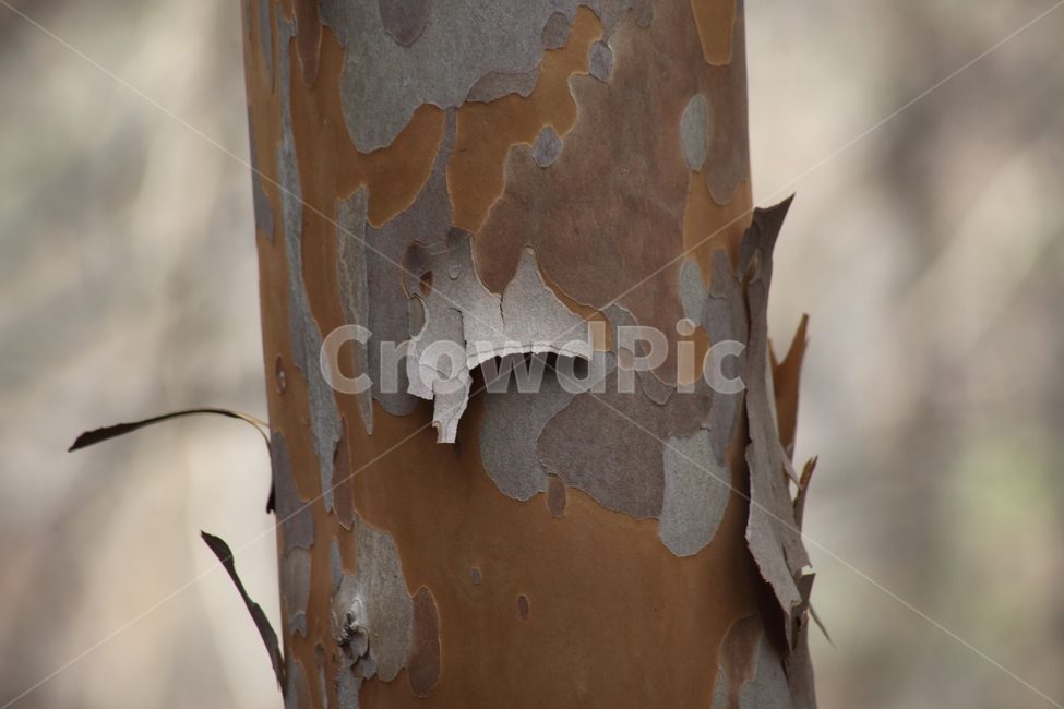 노각나무,나무,껍질,bark,plant,나무껍질,수피,식물,자연,plants,nature,나무,trees,wood