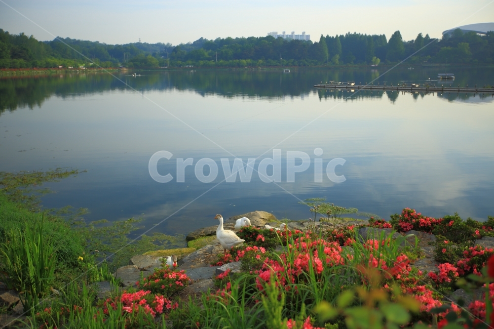 호수공원,백조,장미,자연,풍경,자연,풍경,nature,landscape,식물,plants,꽃,flower,animal,동물,bird,새,water,물,outdoors,옥외