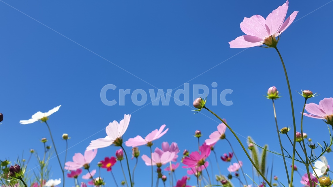 코스모스,꽃,식물,플라워,자연,하늘,블루,가을,9월,september,nature,flower,plants,sky,blue,autumn,fall,heaven,cosmos,꽃사진,가을꽃,가을,계절,fall,autumn,season,식물,자연,plants,nature,꽃,flower,plant,spring,봄,blossom,geranium,제라늄