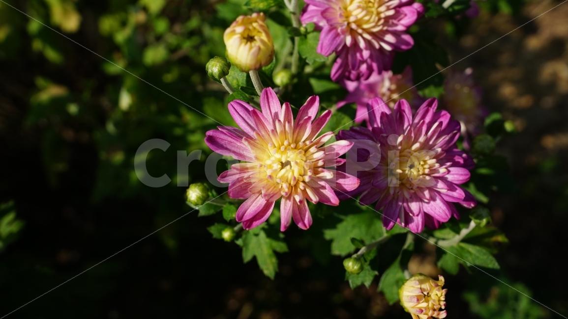 국화,꽃,플라워,식물,자연,꽃봉오리,여름,이파리,flower,nature,summer,꽃사진,감성,감성사진,계절,season,풍경,landscape,plants,여름꽃,경치,접사,마크로,macro,힐링,healing,snap,스냅,식물,자연,plants,nature,꽃,flower