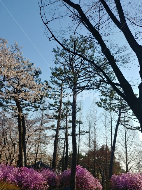plant,식물,tree,나무,treetrunk,나무줄기,꽃,flower