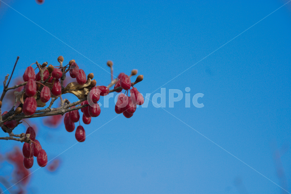 열매,겨울,붉은색,하늘,식물,plant,red,winter,산수유,cornusofficinalis