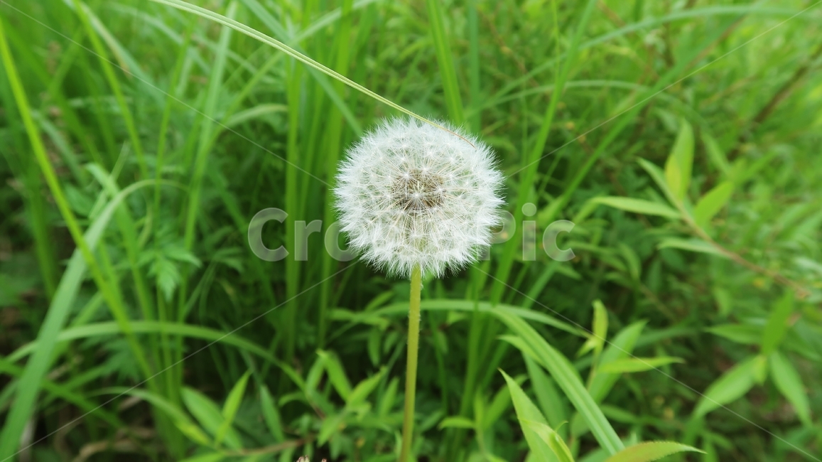 민들레,민들레꽃,민들레꽃씨,씨앗,꽃씨,초록,그린,정원,봄,봄꽃,화이트,흰색,흰색꽃,들판,nature,flower,plant,summer,background,seed,field,dandelions,spring,dandelion,springflowers,여름