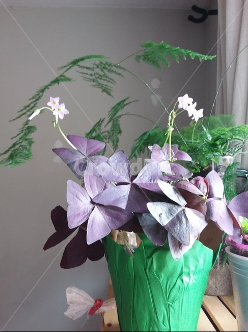 plant,식물,flower,꽃,식용