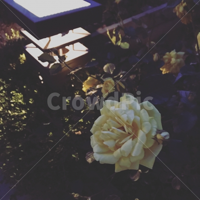 장미,공원,사진,밤,꽃,산책,식물,자연,plants,nature,꽃,flower