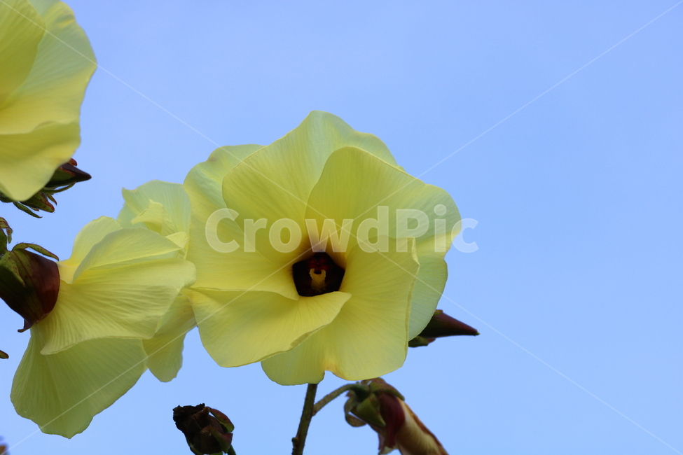 닥풀,꽃,닥풀꽃,식물,자연,황추규,황촉규,아욱과,식물,자연,plants,nature,꽃,flower