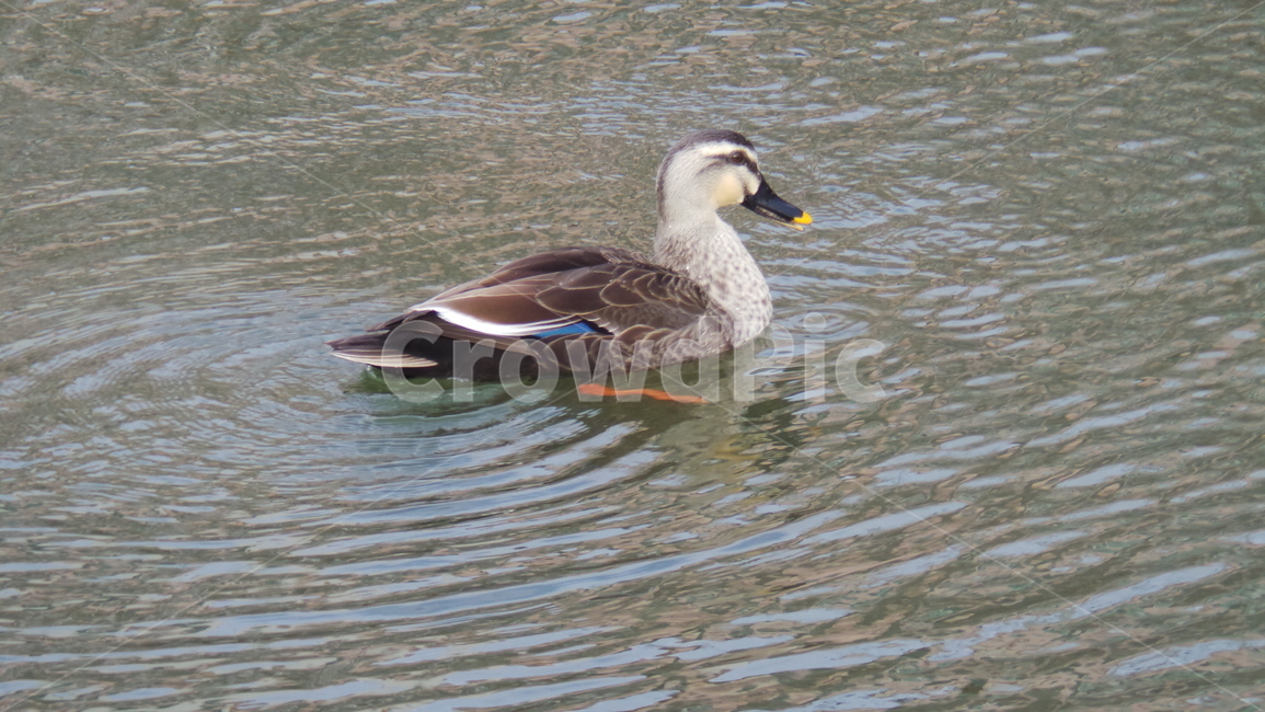 조류,오리,새,동물,duck,동물,animal,조류,새,birds