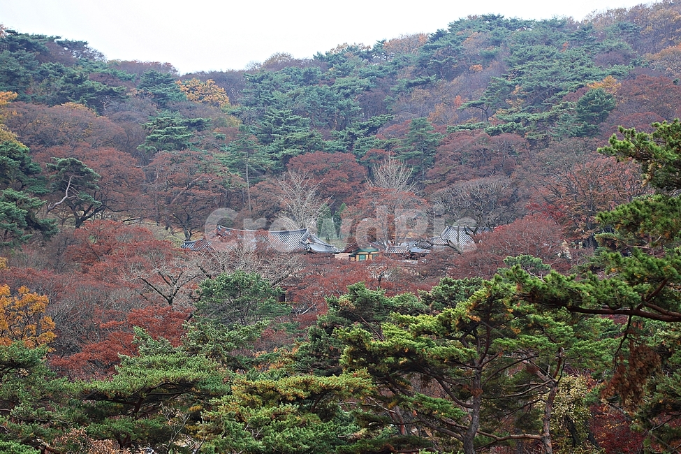전등사,절,암자,단풍,낙엽,기와집,한옥,전통집,한옥집,집,풍경,자연,식물,옛날집,건물,건축물,가을,가을,계절,fall,autumn,season,한국전통,한국문화,korean traditional,korean culture