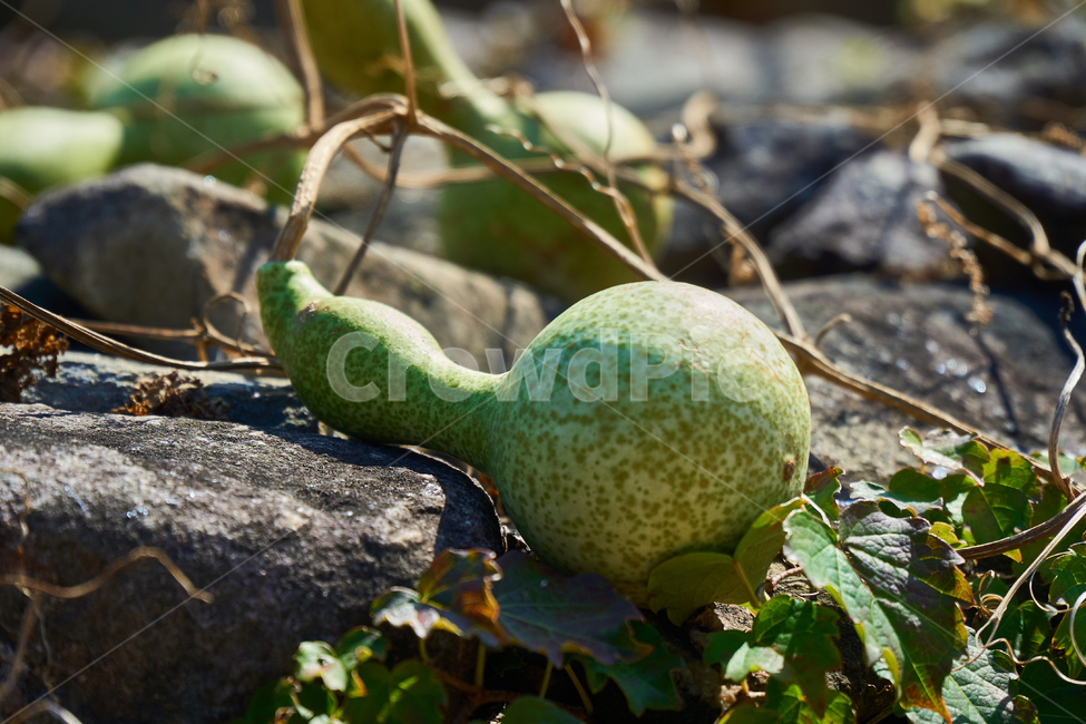 plant,식물,주렁박,열매,접사,초록,cucurbit,조롱박,돌담식물,nature