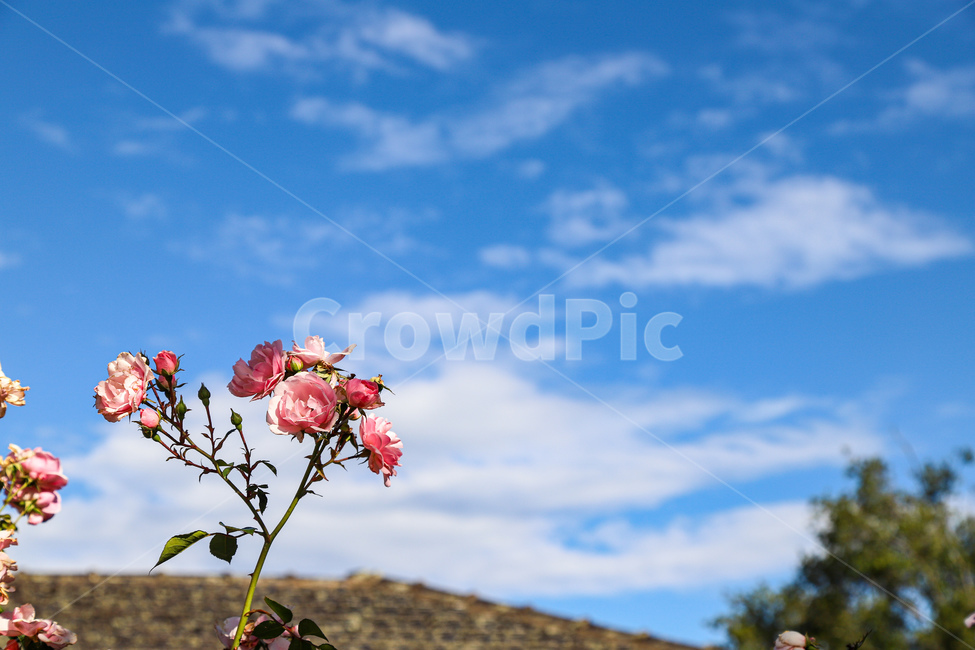 plant,식물,장미,풍경,하늘,식물,자연,plants,nature,꽃,flower