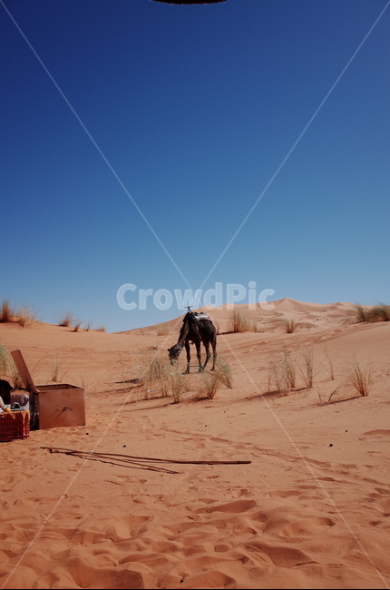 사막,desert,사하라사막,saharadesert,낙타,camel,그림자,shadow,일몰,선셋,sunset,붉은색,red,nature,자연,outdoors,옥외,sand,모래,dune,모래언덕,sunlight,빛