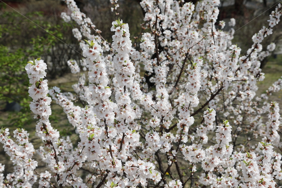 꽃,벚꽃,나무,꽃나무,자연,계절,봄,flower,cherryblossom,tree,spring,nature,봄,계절,spring,season,식물,자연,plants,nature,꽃,flower,plant,blossom,cherry blossom