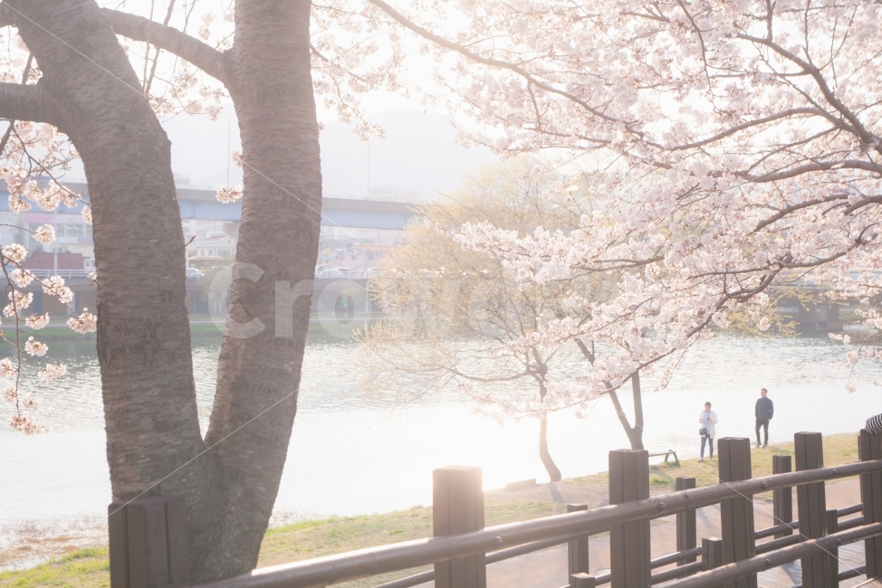봄,벚꽃,꽃,나무,자연,풍경,풍경사진,봄사진,꽃사진,벚꽃사진,flower,flowers,cherryblossom,tree,nature,landscape,spring,자연,풍경,nature,landscape,봄,계절,spring,season,휴식,힐링,rest,relaxation,healing,식물,plants,꽃,flower,handrail,난간,banister,plant