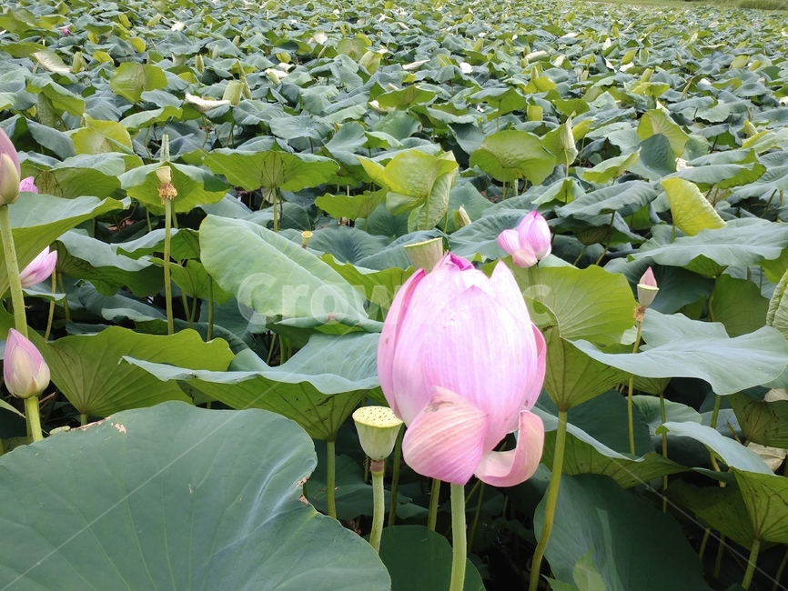 연꽃,수련과,lotus,수련,물풀,수단화