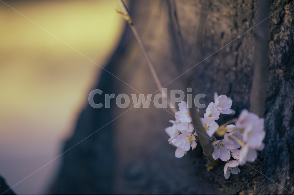 나무,벚꽃,꽃,식물,나무줄기,봄,봄꽃,봄,계절,spring,season,식물,자연,plants,nature,꽃,flower,감성,sensible,feeling,plant,blossom