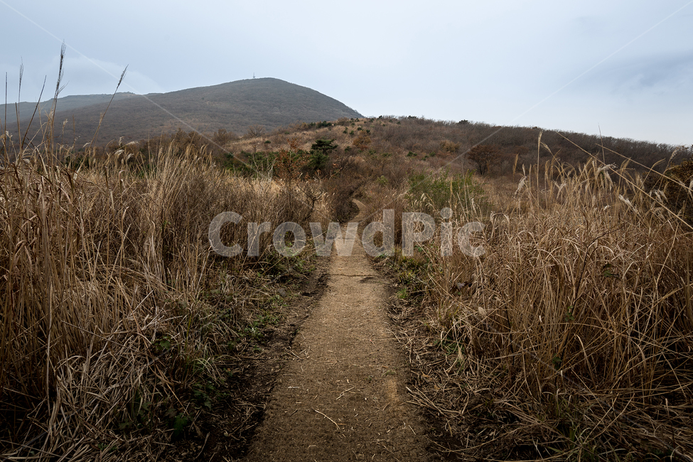 무등산,나무,숲,산길,산,억세,자연,풍경,nature,landscape,한국자연풍경,한국자연경관,korea nature landscape,road,도로,gravel,자갈,dirt road,흙길,outdoors,옥외