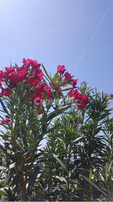 꽃,하늘,바다,잎,식물,자연,flowers,sky,sea,leaf,plants,nature
