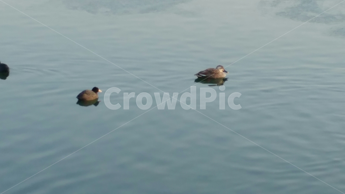 동물,오리,힐링,강,duck