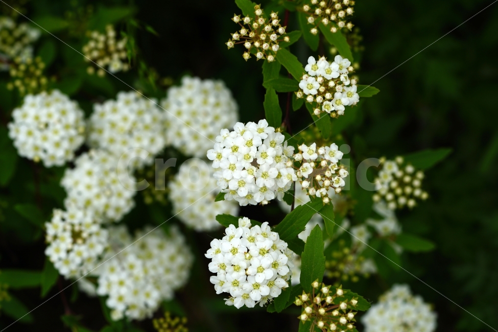 공조팝나무,꽃,플라워,식물,자연,초여름,nature,flower,식물,자연,plants,nature,꽃,flower