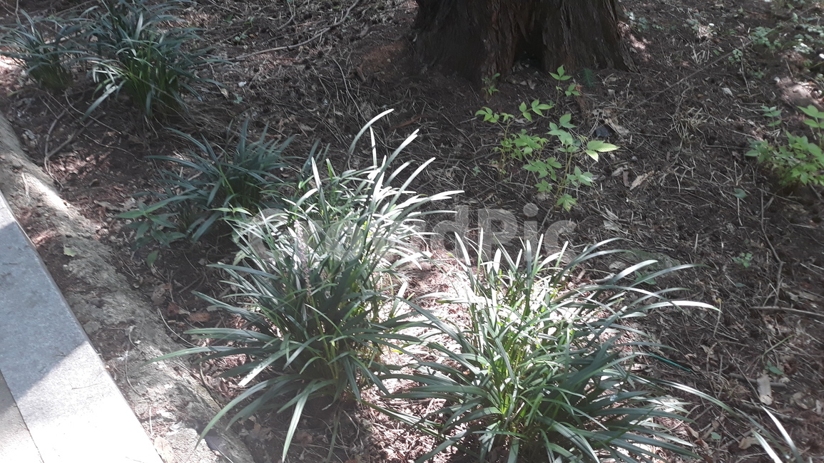 햇살,식물,plant,가을햇살,초목,아담,자연,풍경,nature,landscape