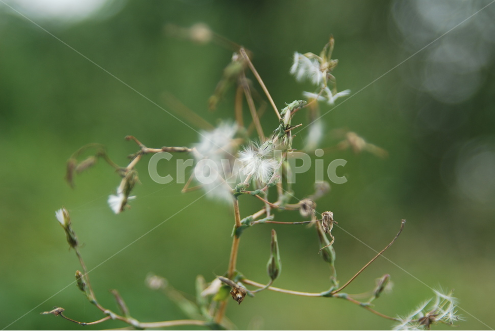 홀씨,꽃,식물,가을,씨앗,식물,자연,plants,nature