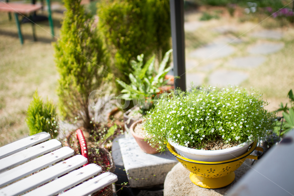 봄,화분,마당,가든,꽃밭,꽃,봄꽃,Garden,flower,봄,계절,spring,season,식물,자연,plants,nature,꽃,flower