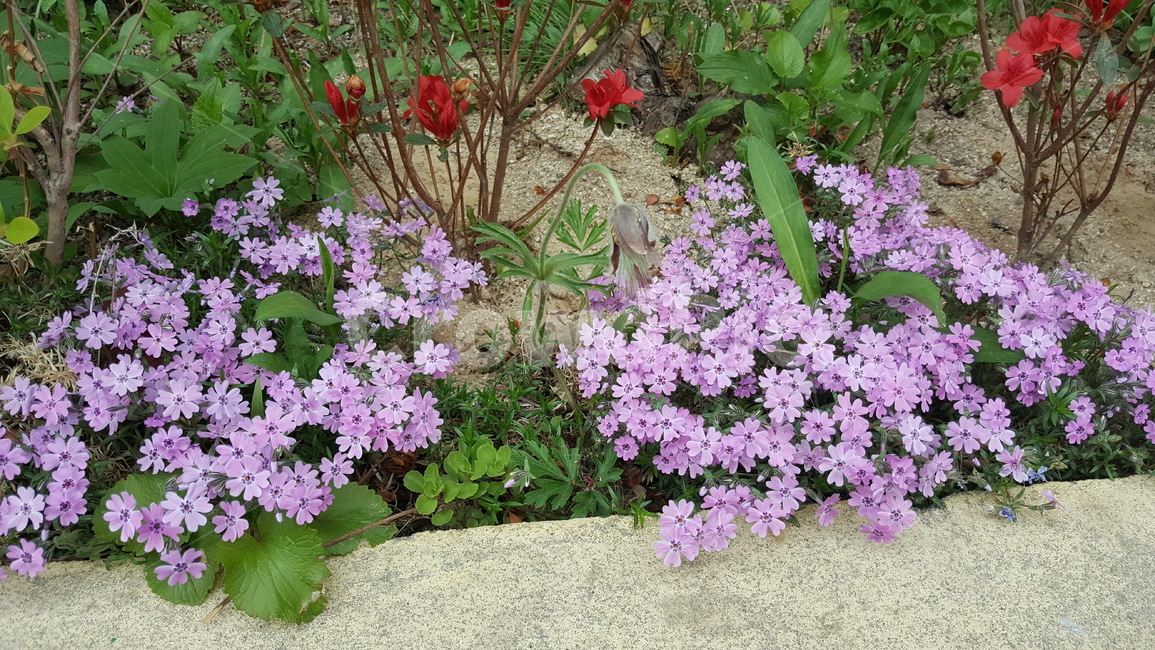 꽃,화단,식물,풍경,자연,식물,자연,plants,nature,꽃,flower