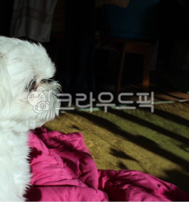 강아지,말티즈,소형견,옆모습,흰털,생각,그림자,이불,편안한,오후,느낌,감정,아름다움,감각적,애완동물