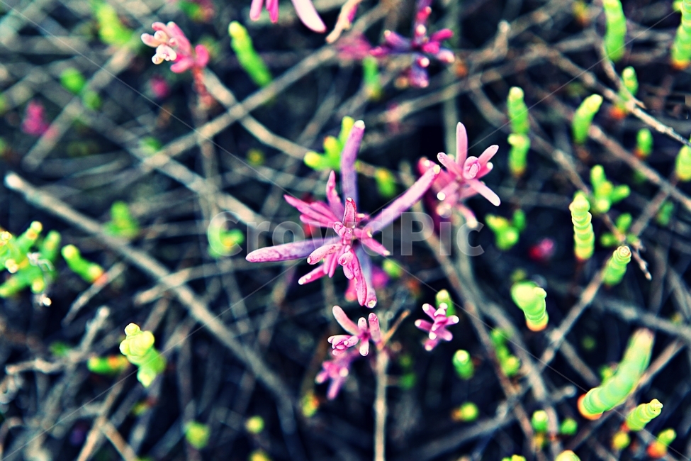 함초,염생식물,염초식물,갯벌,식물,식물,자연,plants,nature