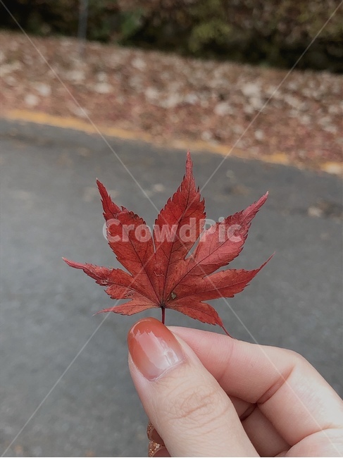 빨간단풍,단풍잎,단풍놀이,레드,red