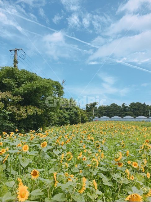 푸른하늘,해바라기,꽃,꽃밭,농장