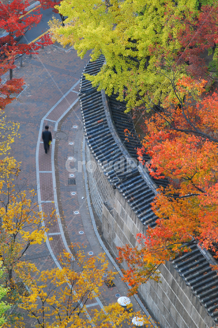 덕수궁돌담길,덕수궁,돌담길,가을,단풍,나무,단풍나무,숲,자연,거리,보도,보행로,인도,사람,산책,산책로,풍경,가을풍경,컬러,칼라,컬러풀,화려한,아름다운,명소,돌담,담장,기와,정동,하이뷰,탑뷰,하이앵글,탑앵글,공원,서울,한국