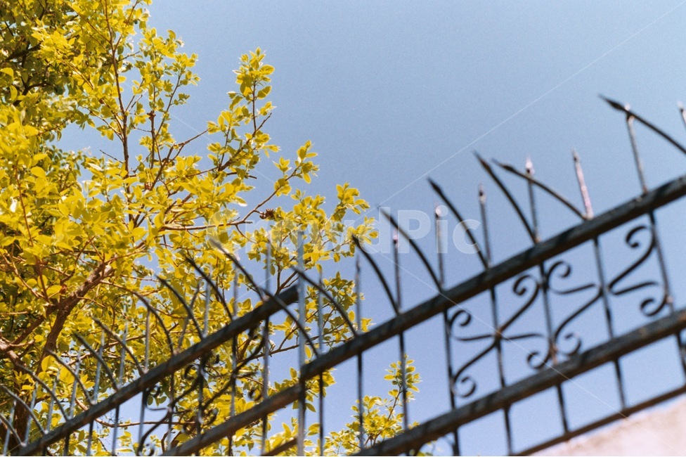 창살,철장,하늘,나무,청량,색감,아날로그,필름사진,새싹,봄,여름,spring,summer