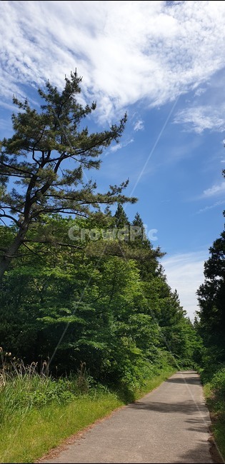 tree,fir,전나무,나무,plant,식물,abies,아비,자연,풍경,nature,landscape