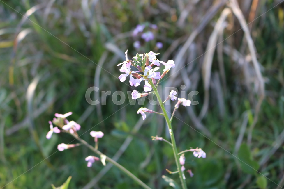plant,식물,blossom,꽃,flower