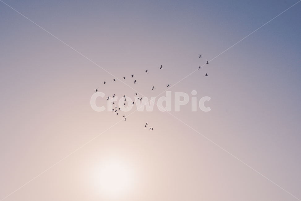 새,군영,철새,하늘,동물,bird,flock,sky