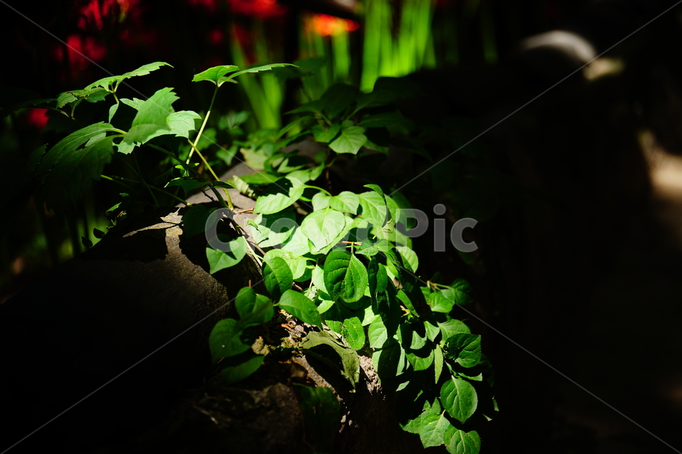 한옥,한국,기와,돌담,식물,담쟁이넝쿨,덩굴식물,9월,가을,자연,nature,september,fall,autumn,햇빛,햇살,식물,자연,plants,nature