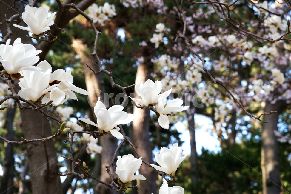 sky,pink,blossom,nature,tree,flowerbackground,spring flowers,outdoor,spring,magnolia,beautiful,magnoliatree,white,plant,season,garden,flower background,park