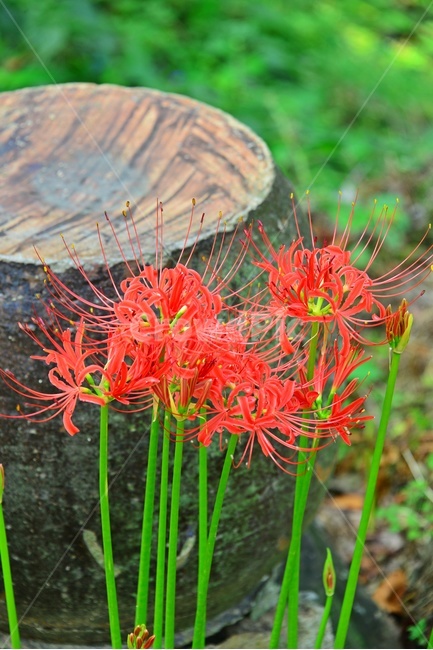 nature,자연,outdoors,옥외,plant,식물,함평,용천사,사찰,절,불교,상사화,꽃무릇,꽃무릇축제