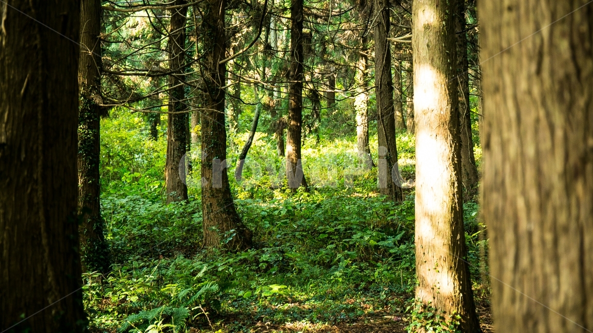 제주,제주도,숲,초록,녹색,겨울,겨울숲,오름,산,나무,금오름,자연,풍경,nature,landscape,식물,plants,나무,trees,wood,휴식,힐링,rest,relaxation,healing,tree,plant,tree trunk,나무 줄기,ground,바닥