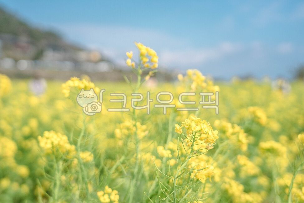 제주, 산방산, 제주도, 꽃밭, 유채꽃, 사진,이미지,일러스트,캘리그라피 - hyohyo작가
