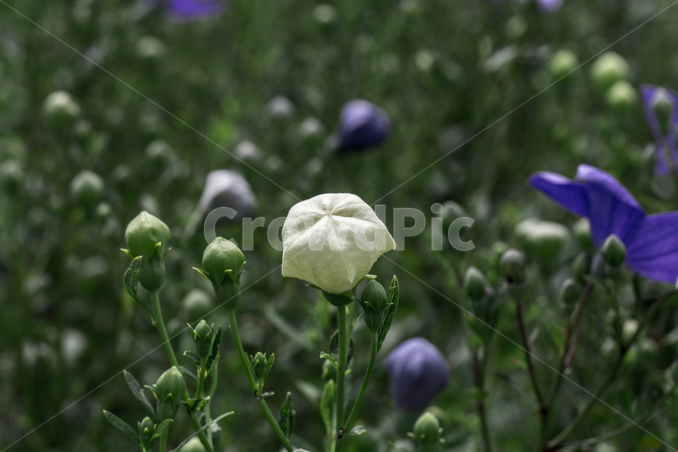 백도라지,도라지꽃,식물,꽃,양용식물,식물,자연,plants,nature,꽃,flower