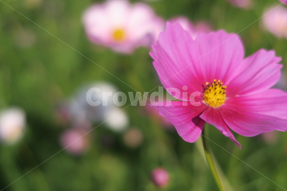 가을,코스모스,가을산책,가을감성,꽃,가을,계절,fall,autumn,season,식물,자연,plants,nature,꽃,flower,geranium,제라늄,blossom,plant