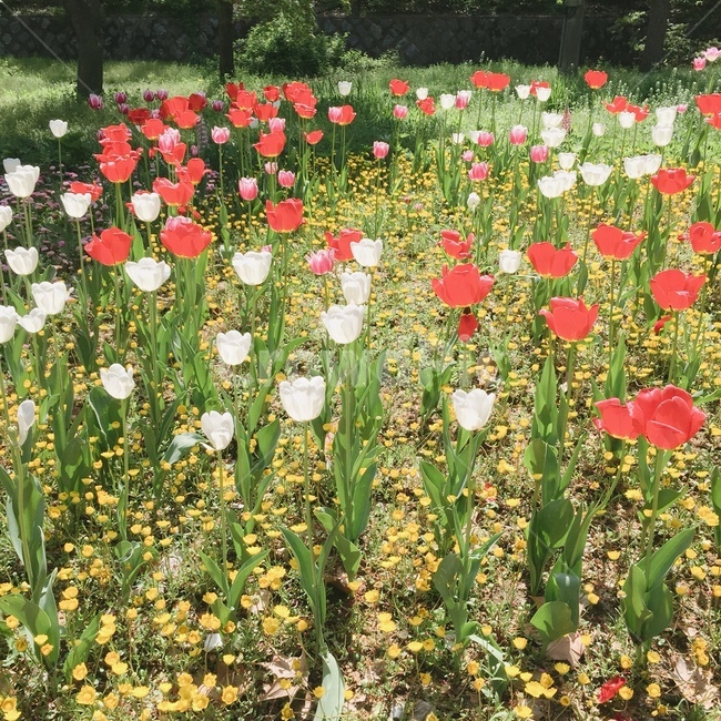 튤립,튤립밭,꽃밭,빨간꽃,흰꽃,빨간튤립,흰튤립,식물,자연,plants,nature,꽃,flower
