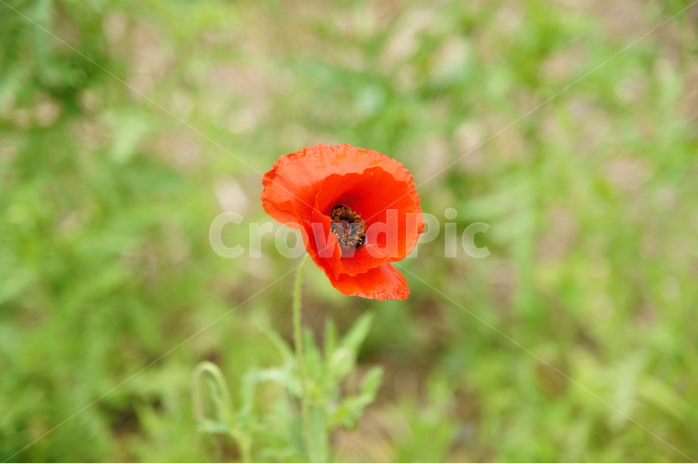 꽃,양귀비,양귀비꽃,식물,야생화,식물,자연,plants,nature,꽃,flower