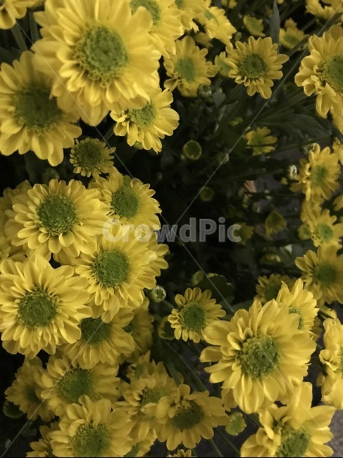 들꽃,꽃,국화,노란색,푸른,flower,chrysanthemum,green,yellow