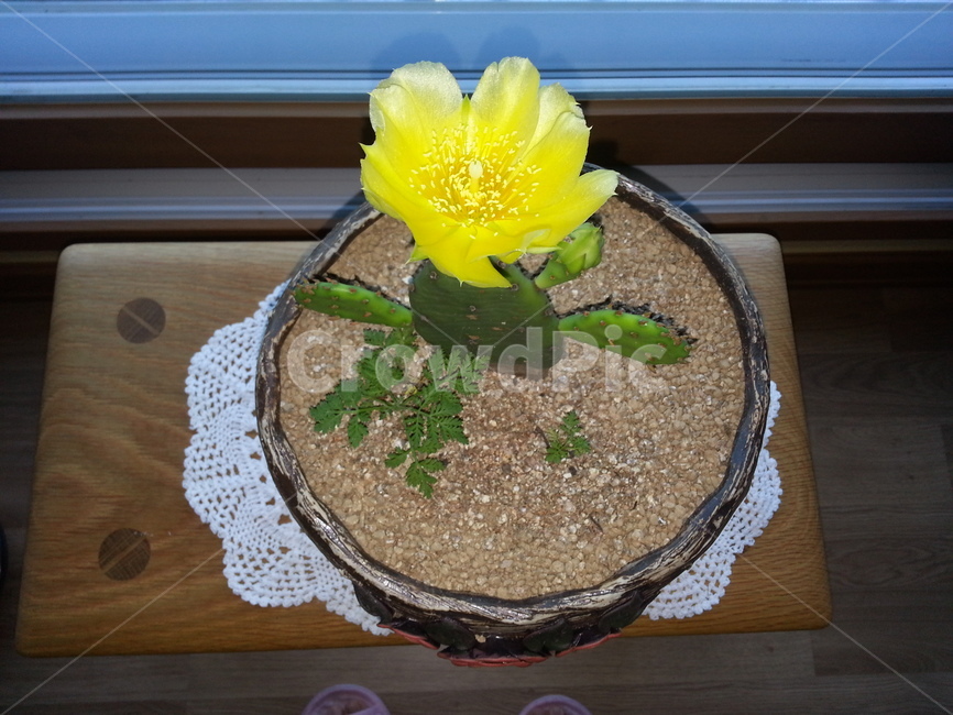plant,식물,꽃,flower,손바닥선인장,선인장꽃