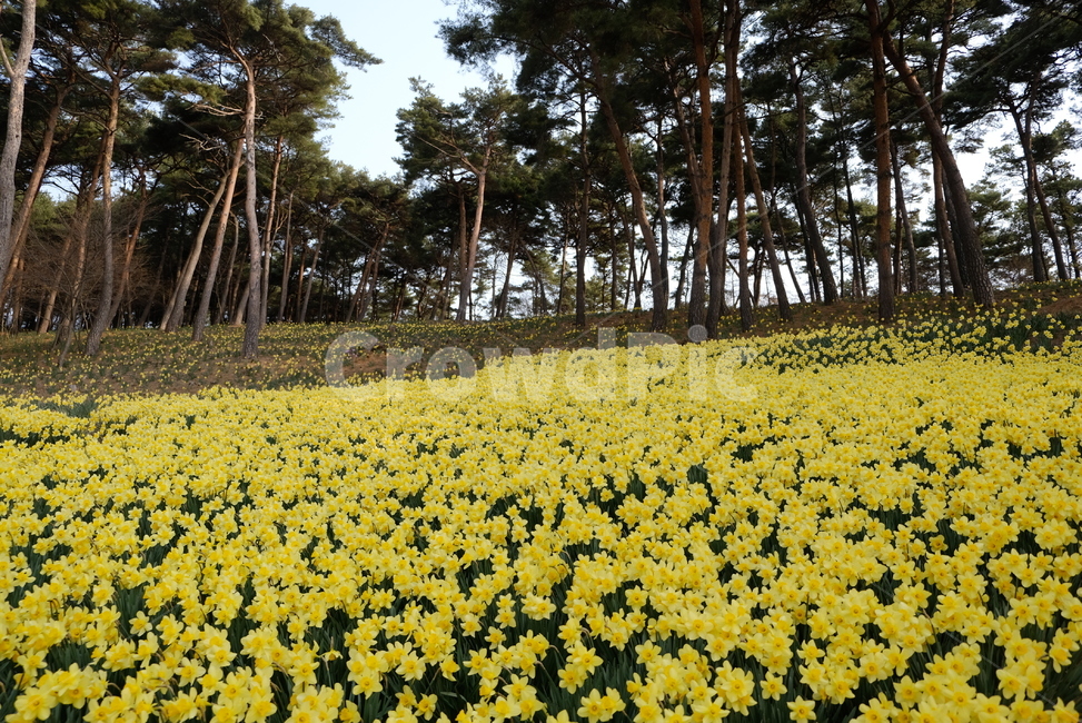 수선화,유기방가옥,수선화축제,daffodil,노란꽃,봄꽃,봄꽃축제,서산유기방가옥,한국자연풍경,자연풍경,꽃,flower,landscape,봄,계절,spring,season,자연,풍경,nature,landscape,plant,식물