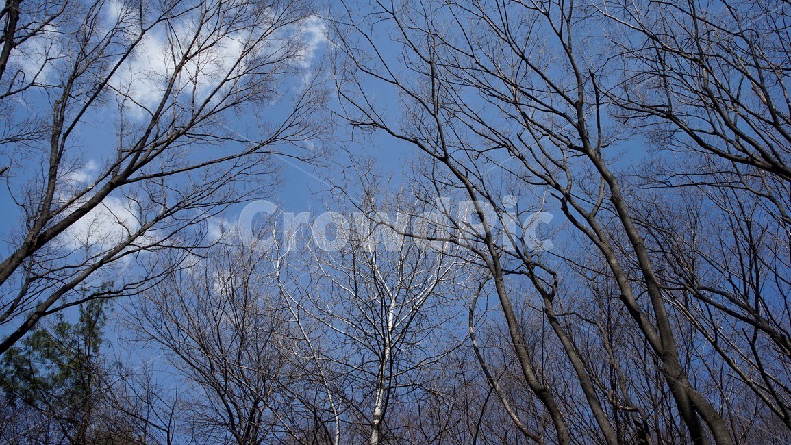 나무,겨울,자연,하늘,파란하늘,계절,나무가지,tree,sky,nature,winter,bluesky,branch,season,solitary,외로움,추위,꽃샘추위,숲,미세먼지없는,실루엣,하늘배경,가지,식물,마른잎,분위기,감성,겨울나무,쓸쓸함,고요,나뭇가지,풍경,겨울,계절,winter,season,식물,자연,plants,nature,나무,trees,wood